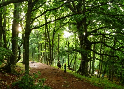 Лесники Крыма заработали на туристах около 14 миллионов рублей