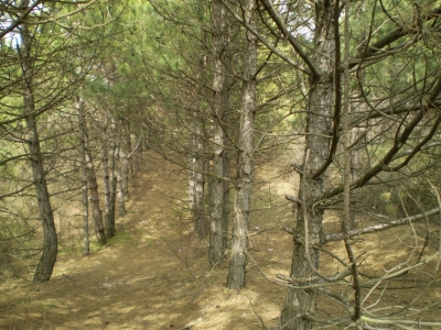 В Крыму в зоне, где охотился Янукович, теперь запрещена любая охота
