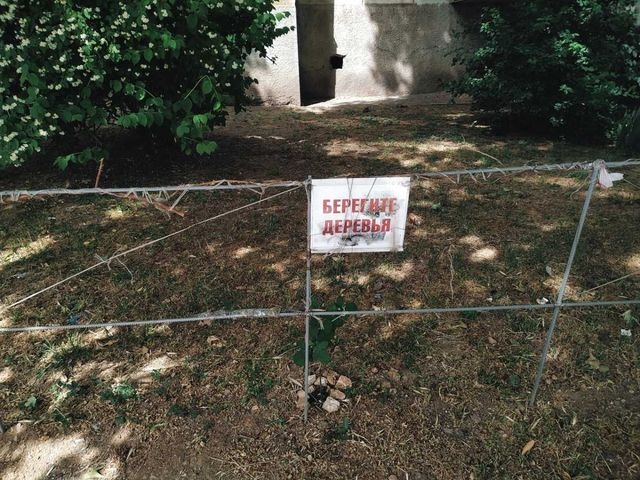 В центре Севастополя посадят липы и клены