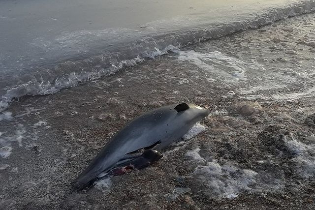 Центр «Безмятежное море» требует запретить применение в Крыму крупноячеистых сетей