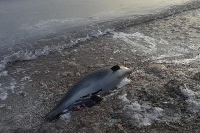 Центр «Безмятежное море» требует запретить применение в Крыму крупноячеистых сетей