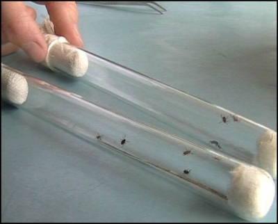 В Крыму увеличивается количество клещей