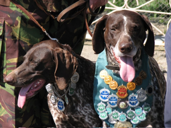 Выставка четвероногих охотников прошла в Севастополе
