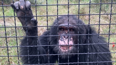В парке львов вольеры с хищниками обносят колючей проволокой
