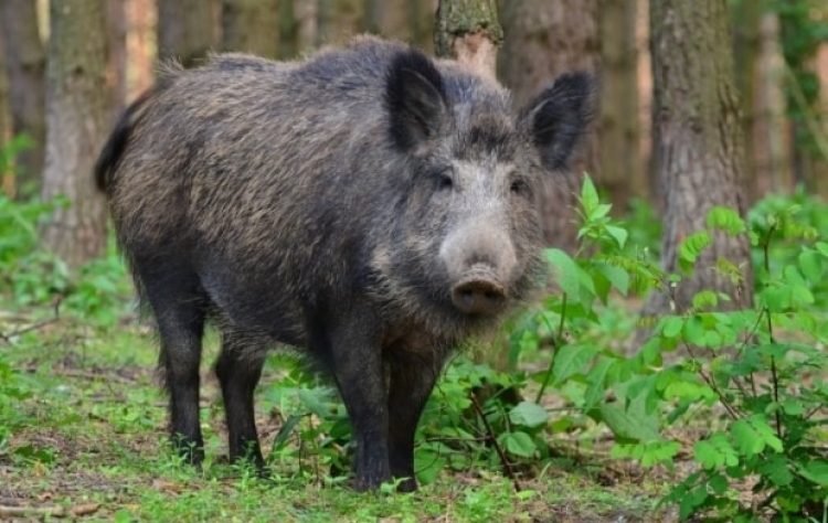 В Крыму снова обнаружили вирус АЧС