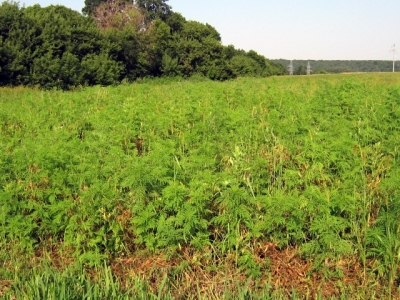 Амброзия «покоряет» Крымский полуостров