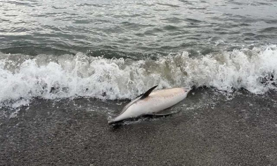 В Крыму постоянно находят погибших дельфинов