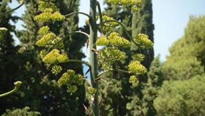 В Никитском саду расцвел кактус агава