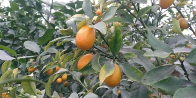 В Сакском районе завершается сбор лимонов сорта «Мейер»