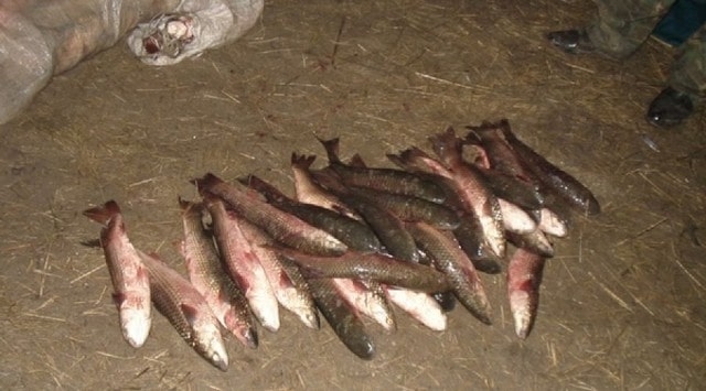 Рыбу и крабов, которых выловили браконьеры, выпустили в море