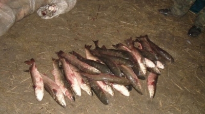 Рыбу и крабов, которых выловили браконьеры, выпустили в море