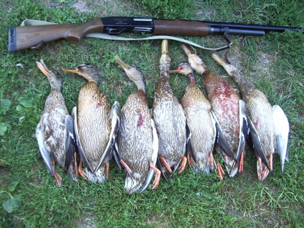 Если в России ограничат охоту на птицу, это коснется и Крыма