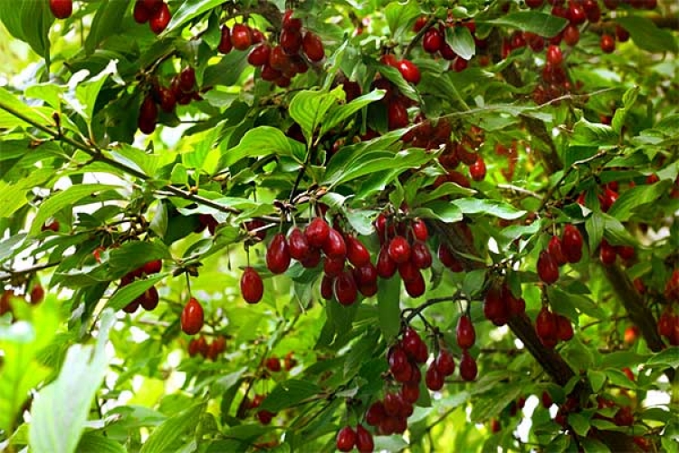 Почти сутки спасатели искали мужчину в горах, но так и не нашли