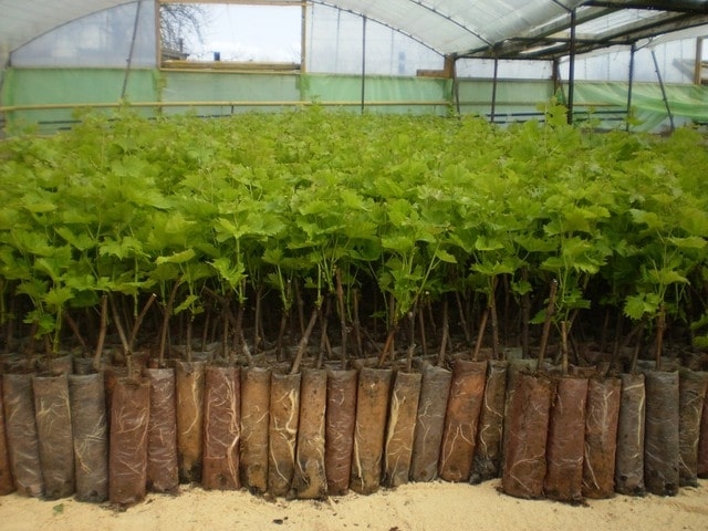 Профильное министерство обещает обеспечить виноградарей крымскими саженцами