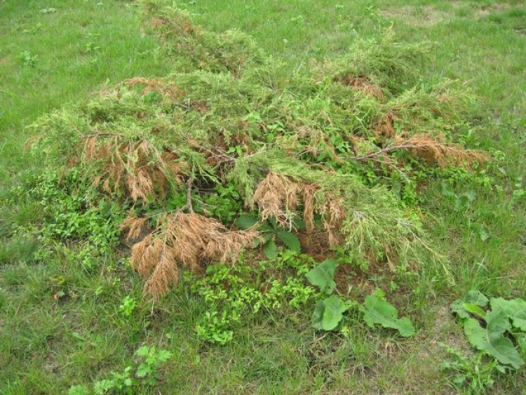 Ради красивой картинки завершения благоустройства в Симферополе в жару посадили деревья