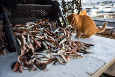 В Крыму начался сезон промысловой добычи барабули