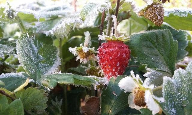 Весенние заморозки убивают надежды на урожай фруктов