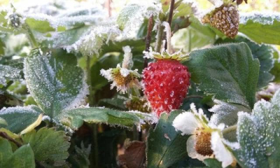 Весенние заморозки убивают надежды на урожай фруктов