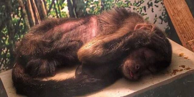 Жители Симферополя пожаловались на владельца махачкалинского зоопарка в министерство природы