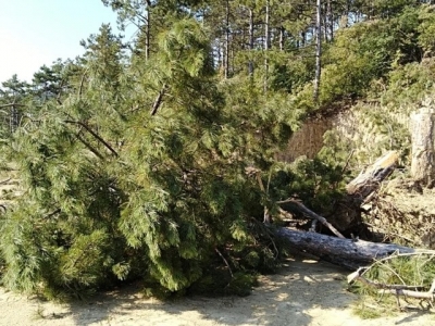 В Крыму «на законных основаниях» вырубают целые леса