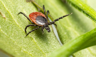 За 2 недели около 160 человек обратились к медикам из-за укусов клещей