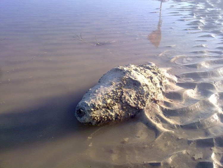 Севастопольские МЧС обезвредили 3 авиабомбы времен ВОВ
