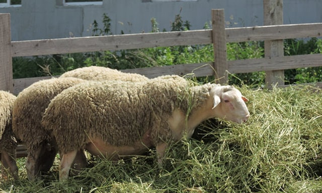 Крымский фермер разводит овец элитной французской породы