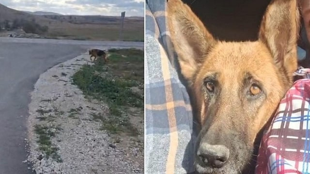 Жительница Керчи привязала больную овчарку к дорожному указателю и уехала