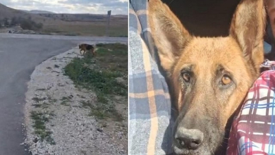 Жительница Керчи привязала больную овчарку к дорожному указателю и уехала