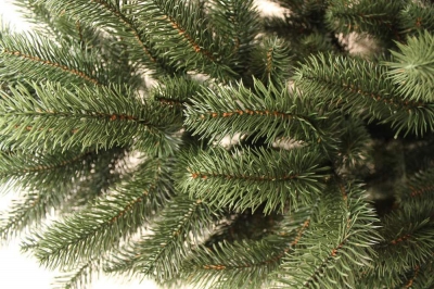 В Ялте перед Новым годом усилили охрану хвойных лесов