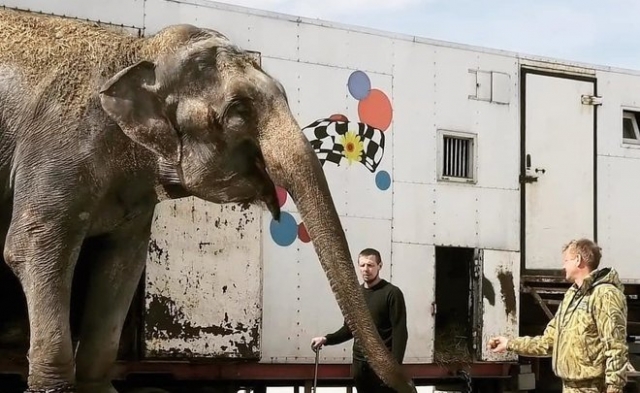 Состарившиеся артисты цирка будут жить в парке львов «Тайган»