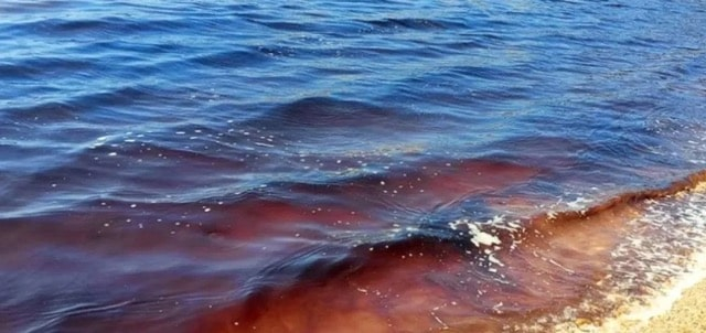 В Севастопольской бухте из-за выброса канализационных вод гибнут биоресурсы