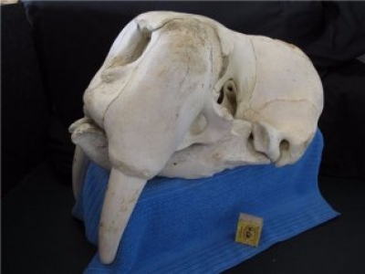 В Феодосии скоро откроется музей рыбы