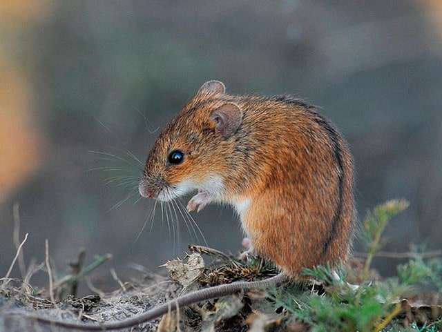 На крымские поля вышли грызуны – их поголовье выше нормы