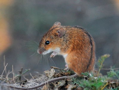На крымские поля вышли грызуны – их поголовье выше нормы