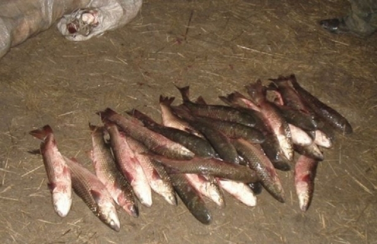 В Ленинском районе поймали браконьера с пеленгасом