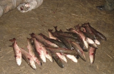 В Ленинском районе поймали браконьера с пеленгасом