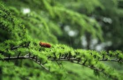 В Крыму начали болеть хвойные деревья