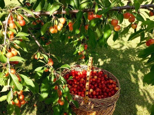 В Севастопольском регионе собрали рекордный урожай фруктов