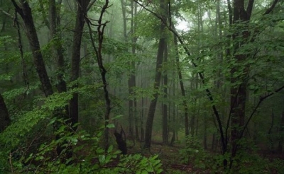 Под Евпаторией жестоко убита женщина