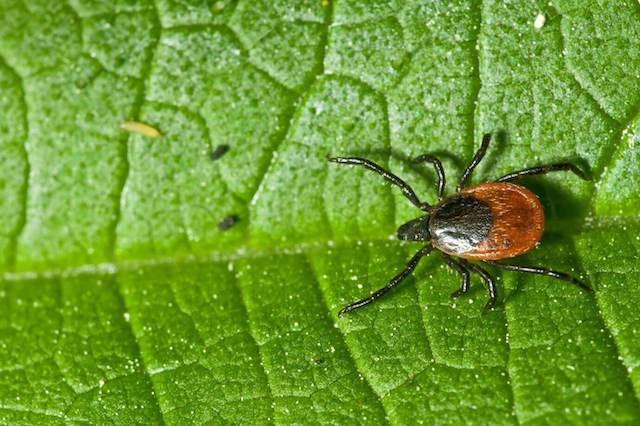 В Крыму раньше времени начался пик активности клещей