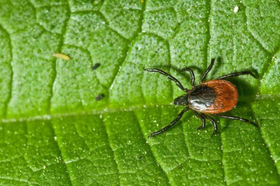В Крыму раньше времени начался пик активности клещей