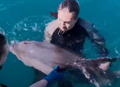 У берегов Крыма спасли дельфина-белобочку, запутавшегося в леске