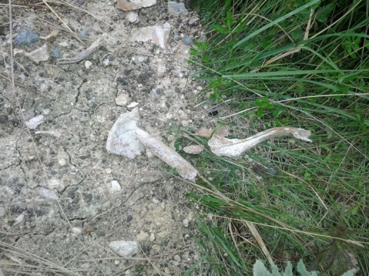 «Черные археологи» буквально вывернули останки погибших на поверхность земли и бросили