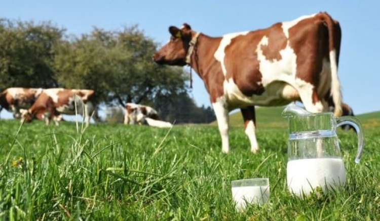 В Крыму фактически признались, что угробили молочную промышленность