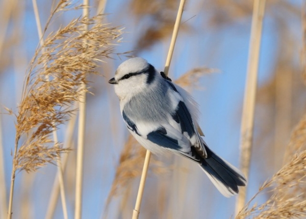 В Крым вернулся князек