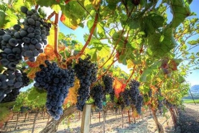 Новые виноградники: мечты и реальность