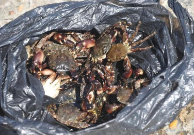 На Керченском полуострове произошла массовая гибель крабов