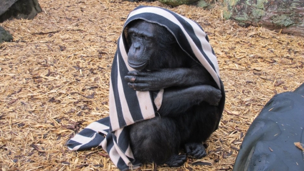 Животных в сафари-парке греют одеялами