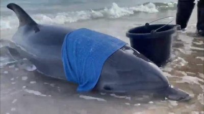 На пляж под Евпаторией на берег выбросилась афалина
